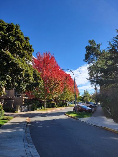 two tall trees with bright red leaves, Rupert Terrace, Victoria