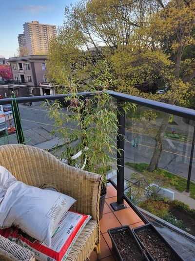 a small potted bamboo clump in the corner of my balcony