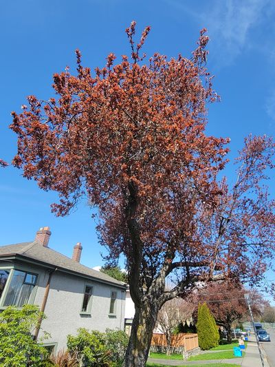 red leaves on an ornamental plum tree, just after flowering