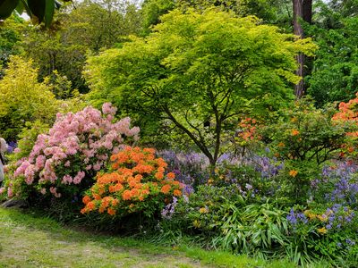 A lovely composition of pink and orange rhododendrons with light purple flowers underneath and a bright green specimen tree behind