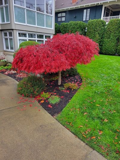 A Japanese Maple with brilliant red leaves