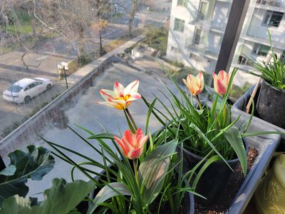 potted tulips in bloom on my balcony, opened wide in the afternoon sun