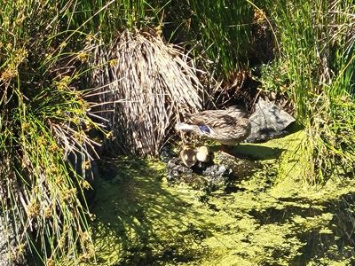 A mother duck protecting two tiny ducklings on the edge of Big Pond in Beacon Hill Park