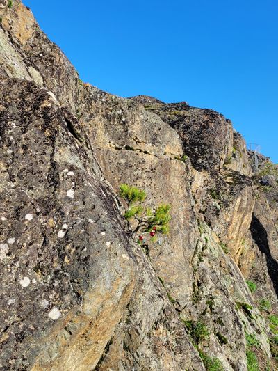 a tiny tree seedling growing out of a vertical rock face, decorated with tiny baubles for the holidays.