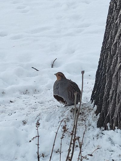 grey partridge at the base of a tree, with seeds scattered around, Regina Saskatchewan