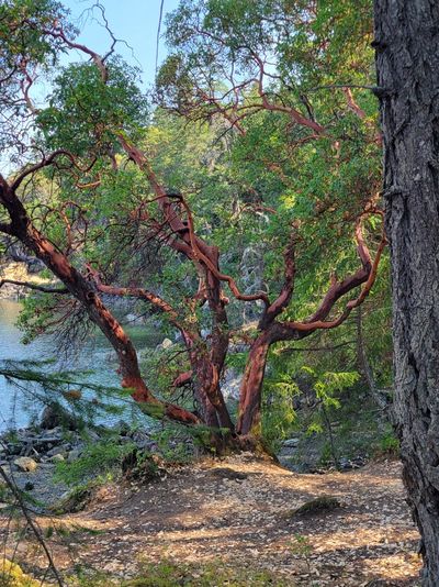 A large, well balanced arbutus tree, McKenzie Bight Trail