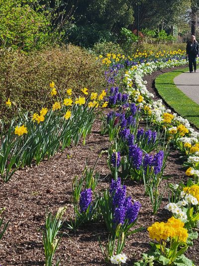 spring flower bed, Beacon Hill Park