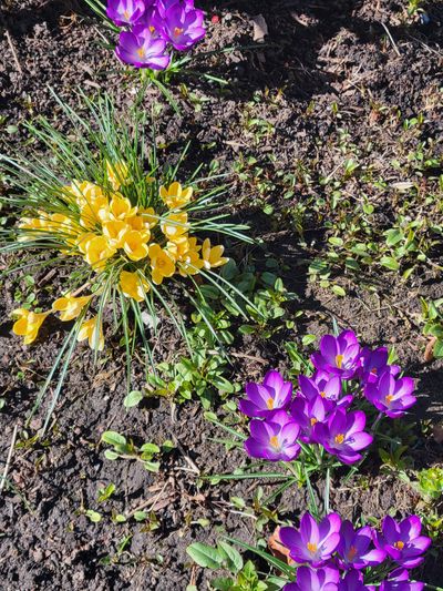 yellow and purple crocuses in a garden at Cridge Park church, Victoria