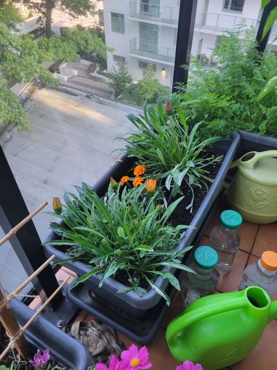 two gazanias in a balcony garden bed, with orange flowers poised to burst open
