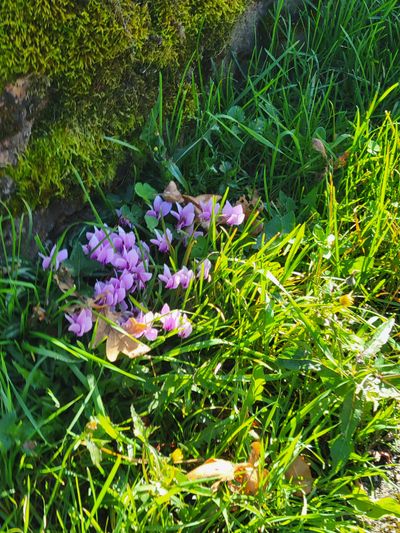 Tiny and delicate fall crocuses against a stone garden wall