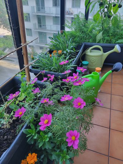 Pink-purple cosmos blooming on my balcony garden