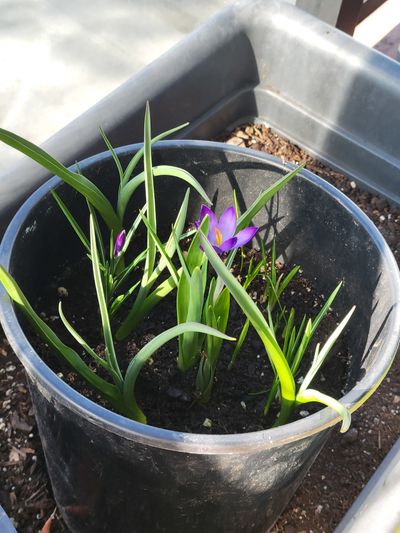 a single purple crocus opening in my balcony pot