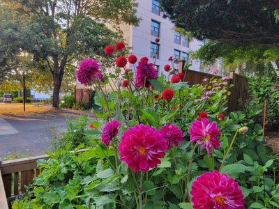 A stand of pink and red Dahlias