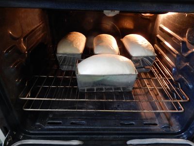 loaves in the oven