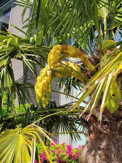large, bright yellow cluster of seeds on a palm tree. The seeds look gooey, like a honeycomb
