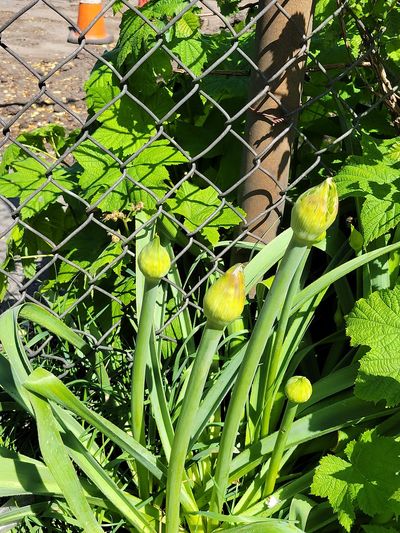 A cluster of thick flower stalks with short, thick, unopened heads, Cook Street Village
