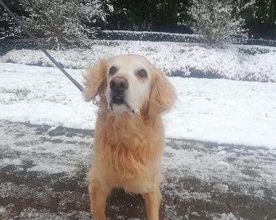 Buddy Dog