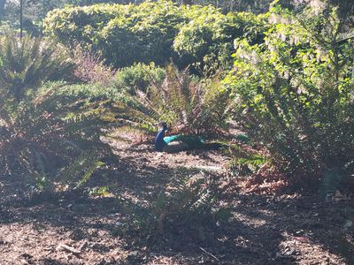 male pea fowl huddled in a garden bed, Beacon Hill Park