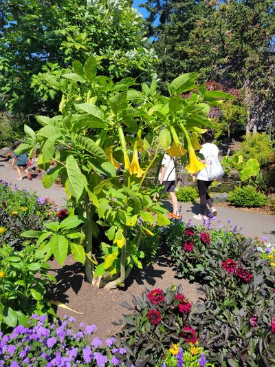 Angel's Trumpet plant, a large green bush with long, 18 inch yellow flowers, Beacon Hill Park