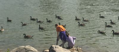 Feeding Geese