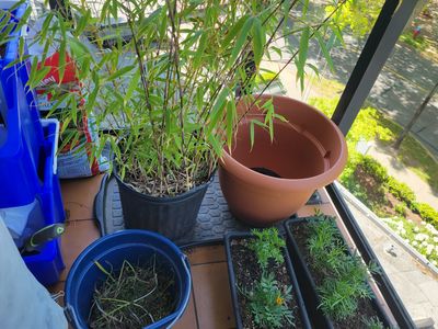 my new bamboo pot, beside the bamboo plant. The new pot is only slightly larger than the existing pot.