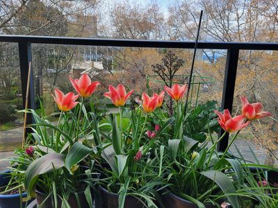 my fall bulb collection, grouped together on the balcony
