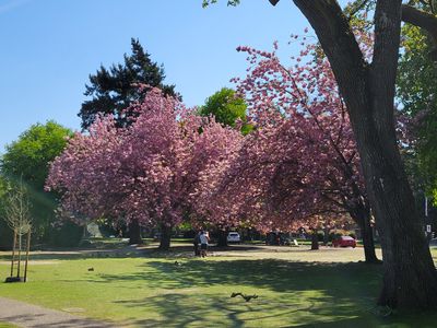 two beautiful specimen cherry trees, in the middle of a large manicured lawn, with space to spread wide and tall, completely full of blossoms, Beacon Hill Park