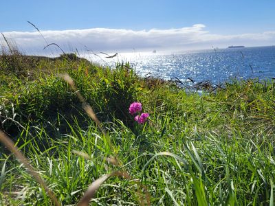 a tiny clutch of pink flowers growing at the edge of the bluff, Dallas Road, Victoria
