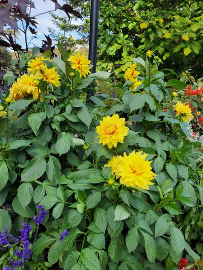 bright yellow dahlias, Beacon Hill Park, Victoria