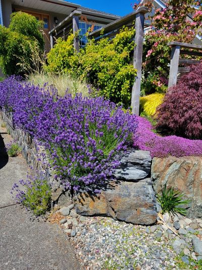 lavender bushes along a driveway and sidewalk
