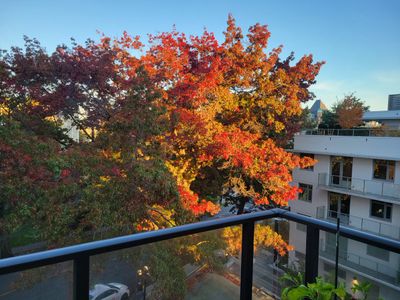 The mighty oak tree outside my window, glowing red and gold in the morning sunlight