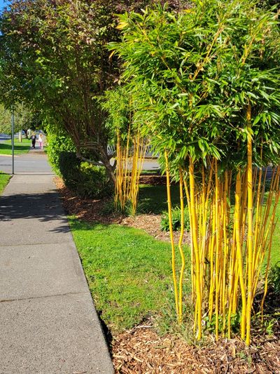 two clumps of golden bamboo in a front garden, Victoria