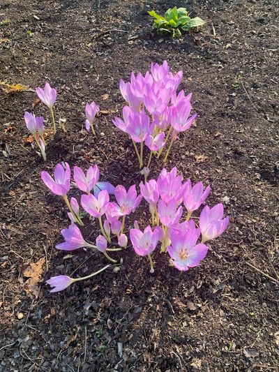 a clump of delicate fall crocuses, Beacon Hill Park