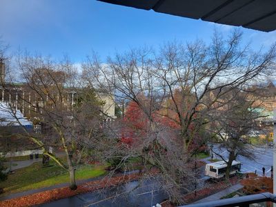 the Big Oak outside my window, with no more leaves