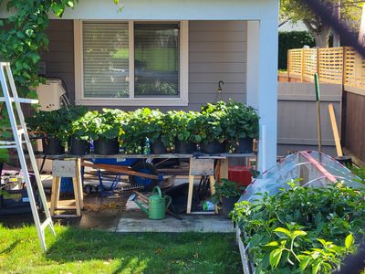 Robust strawberries and peppers in a backyard garden