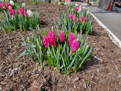 spring blub planting featuring red hyacinths, Cedar Hill Rec Centre