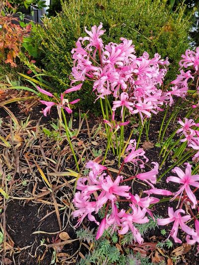 pink Guernsey lily
