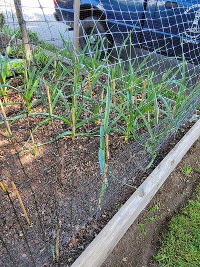 healthy garlic plants in a boulevard garden bed, Fairfield, Victoria