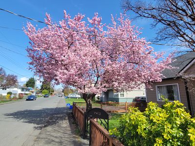 Japanese cherry tree in full bloom, with masses of pinky-white flowers