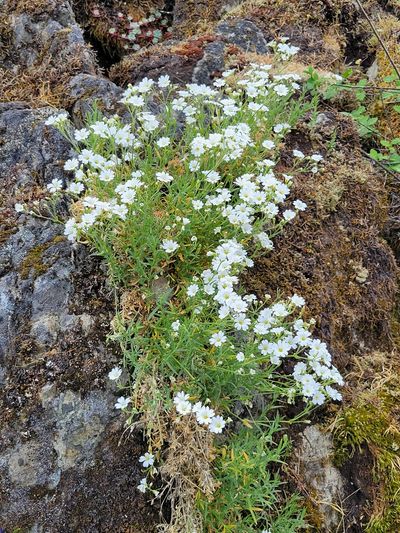a mass of tiny wildflowers spilling out of a crack in the rocks. The flowers are white and daisy-like, with yellow centres.