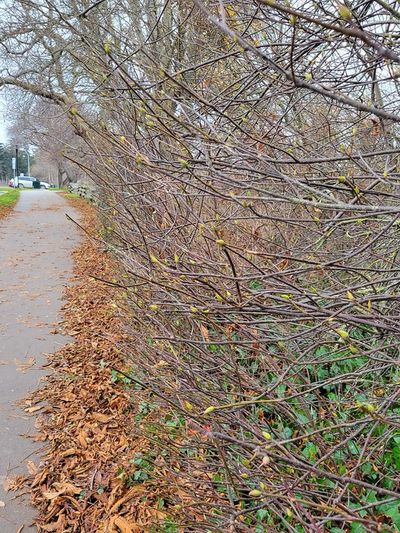 green leaf buds on a hedge, Dallas Road, Victoria