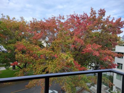 The mighty oak tree outside my window