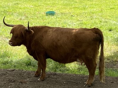 A hairy coo