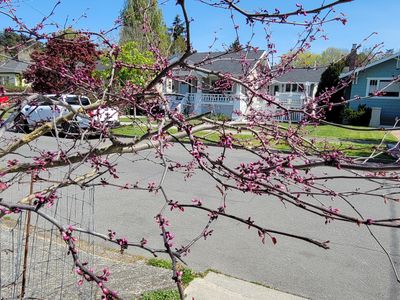 tiny pink buds, ready to burst open, on a tree in Fairfield, Victoria