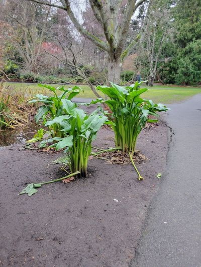 metre-tall water plant sprouts, with large green leaves unfurling