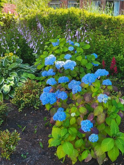 blue hydrangeas