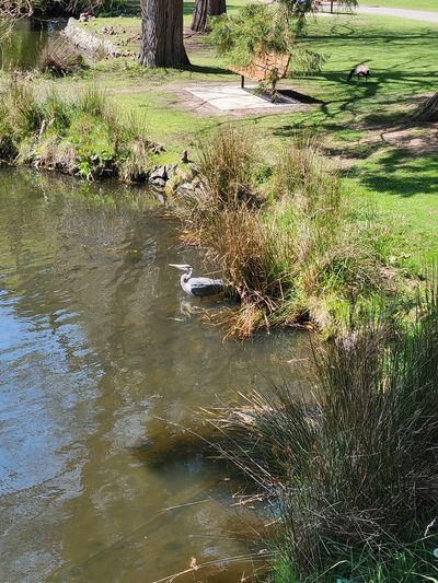great blue heron, standing knee deep in the water, Beacon Hill Park