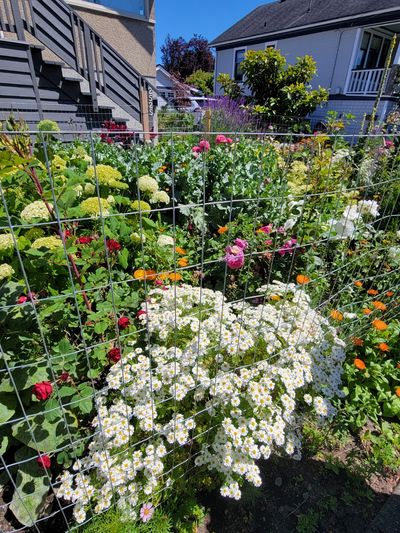 front yard flower garden