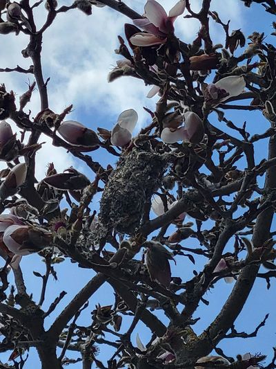 bushtit nest in a tree, West Bay, Esquimalt