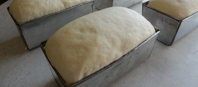 properly proofed loaves